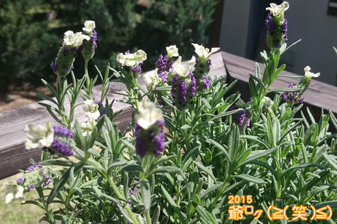 花うさぎってラベンダーを小さな庭へ