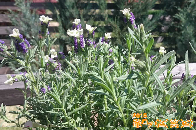 花うさぎってラベンダーを小さな庭へ