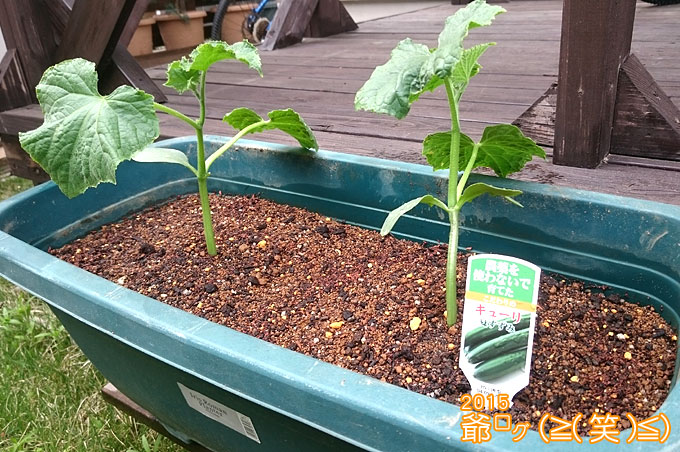 きゅうりの苗「夏すずみ」いつ喰えるだろう？