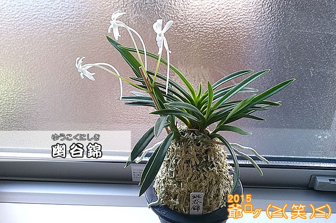 これが幽谷錦（ゆうこくにしき）ってヤツですか