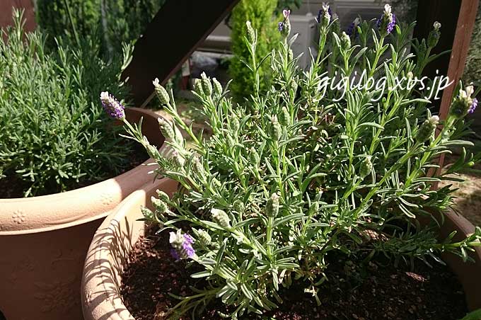その後のフレンチラベンダー「花うさぎ」は？