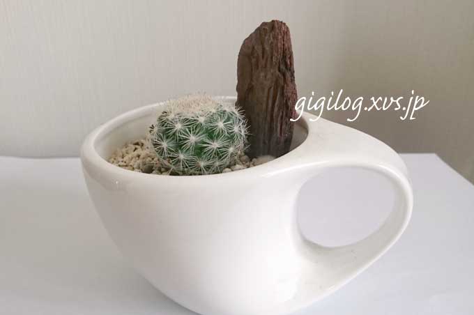 ダイソーの観葉植物でもいいかぁ