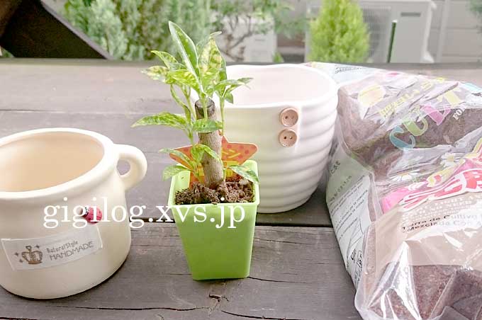 100均の観葉植物が100均のアイテムで298円ぐらいにみえるかも？