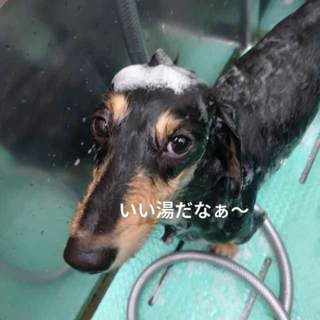 #だっくすふんど #ダックス多頭飼い #シャワー
ドッグアンドキャッツ 長池店で綺麗になったぞぅ～